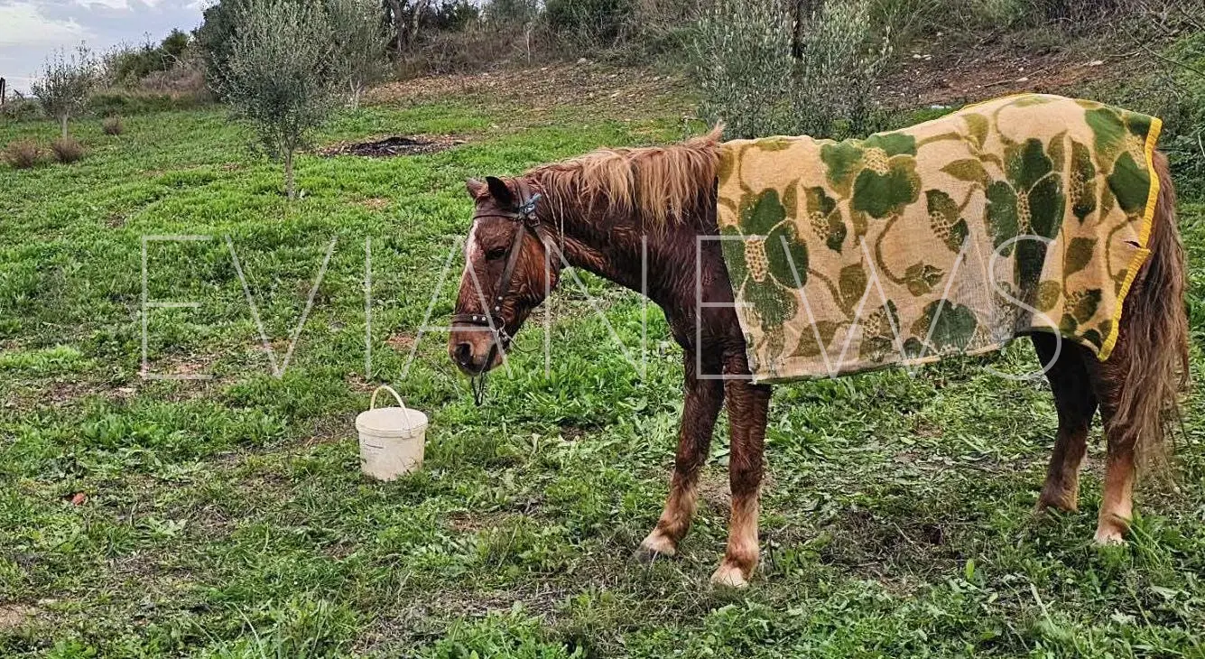 Το θετικό είναι ότι λίγα λεπτά αργότερα κατάφεραν να το σώσουν και το σκέπασαν με μια κουβέρτα