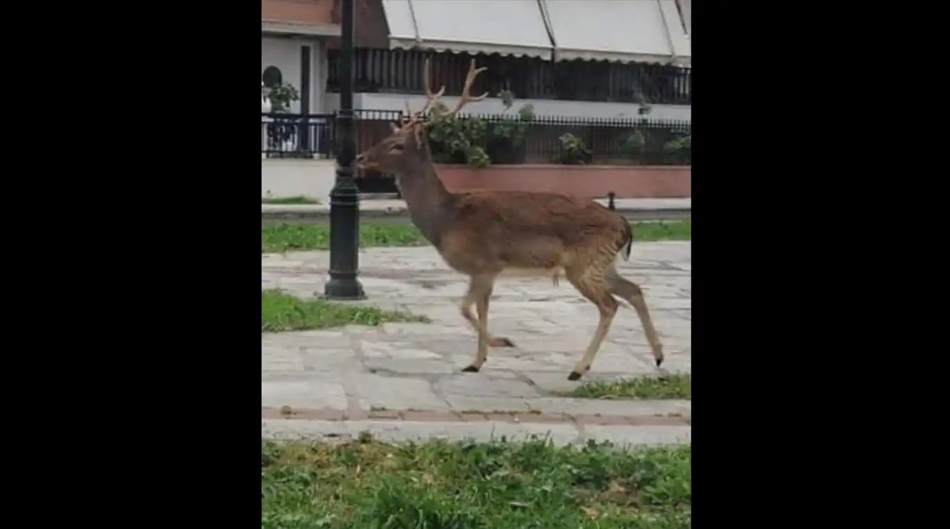 Πρόκειται για ένα ελάφι. Ένα όμορφο, και λεπτόσωμο, πλάσμα με μεγάλα όμορφα μάτια και λεπτά ευκίνητα πόδια που έτρεχε στην παραλία.