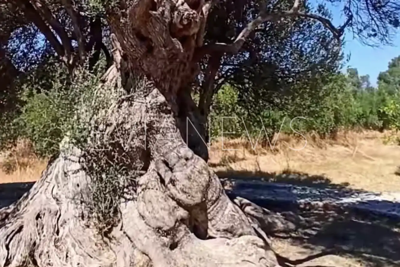 Η πιο μεγάλη σε ηλικία ελιά, με τον πανάρχαιο, σμιλεμένο από τον χρόνο κορμό της, στέκει αγέρωχη ως ζωντανό μνημείο της φύσης και της ιστορίας