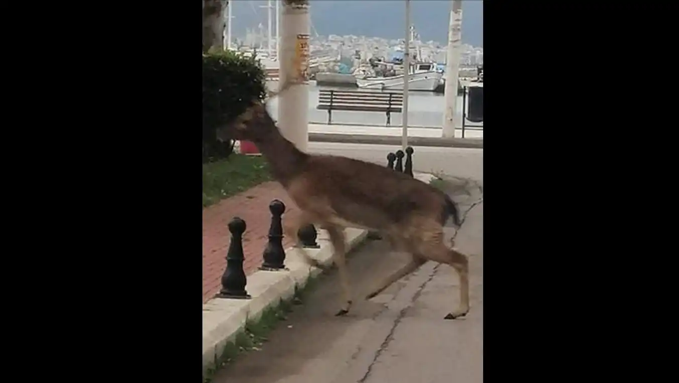 ετριβαν τα ματια τουσ, νεα αρτακη