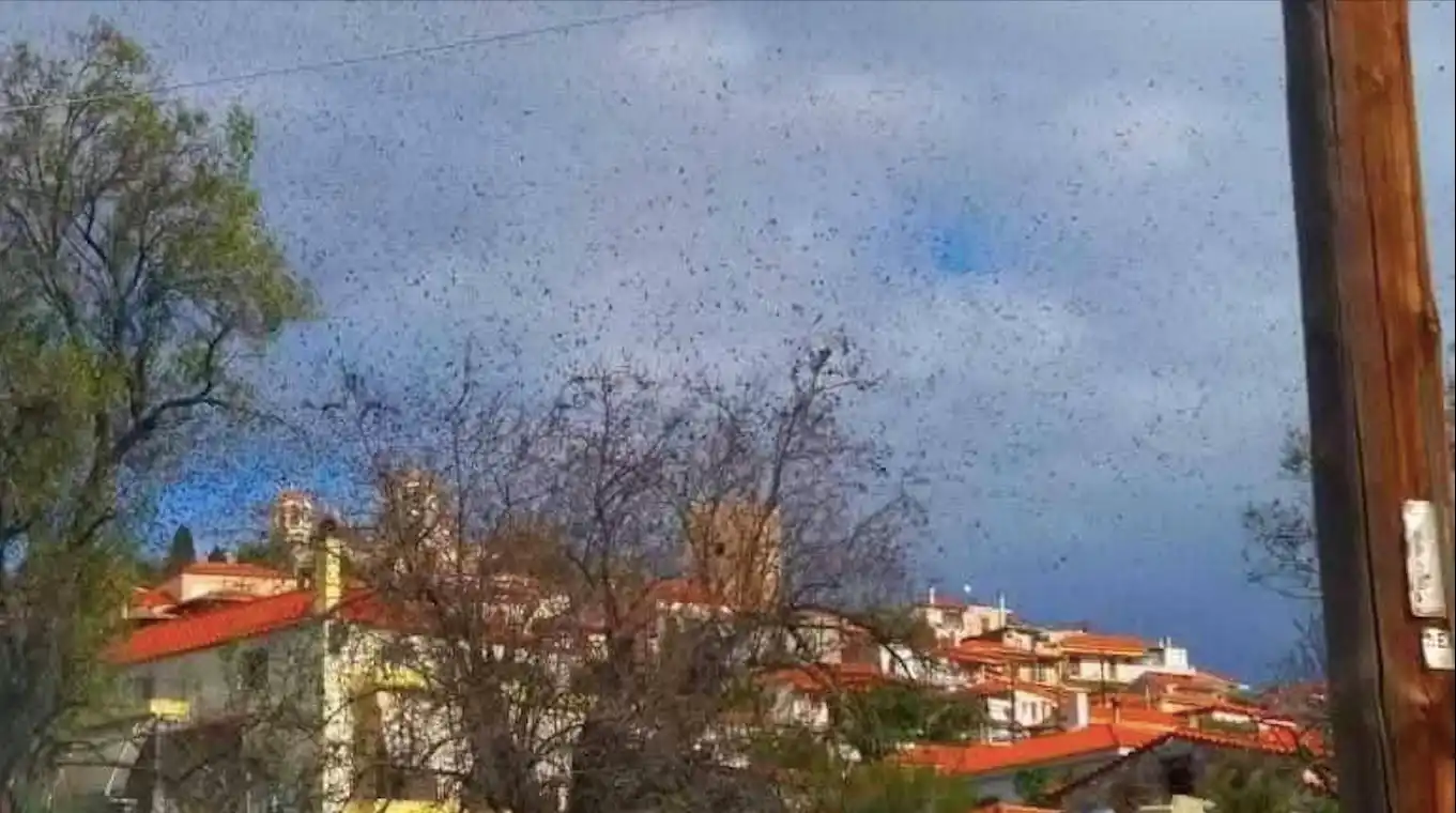 Χάθηκε ο ήλιος και αμέσως σκοτείνιασε στο Αυλωνάρι. Ένας θόρυβος ακούστηκε και χιλιάδες πουλιά έκαναν την εμφάνιση τους.