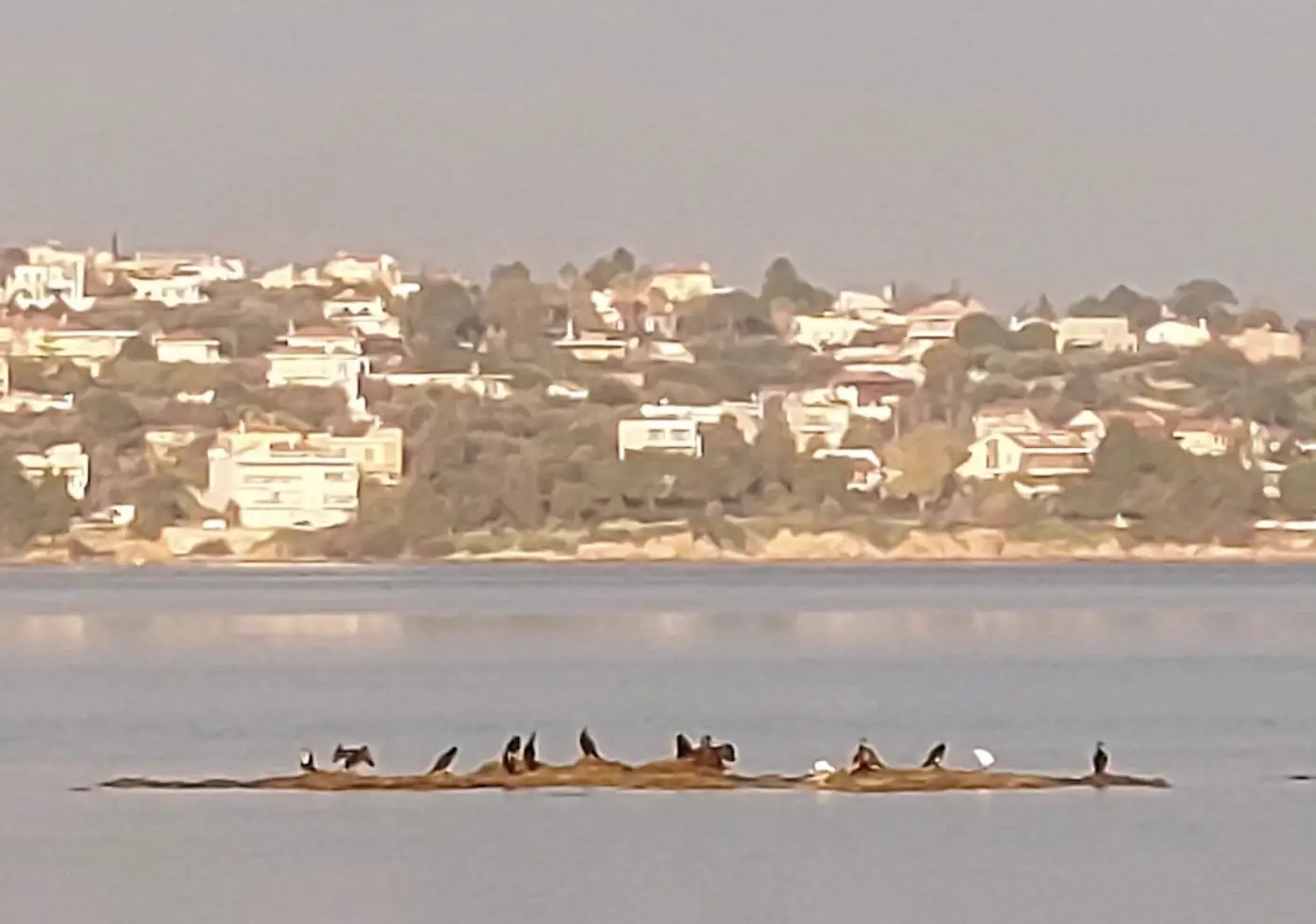 Δώδεκα άγνωστα πλάσματα στην Εύβοια κάθονταν πάνω στα βράχια αφήνοντας πίσω τους μια αύρα ηρεμίας και μαγείας