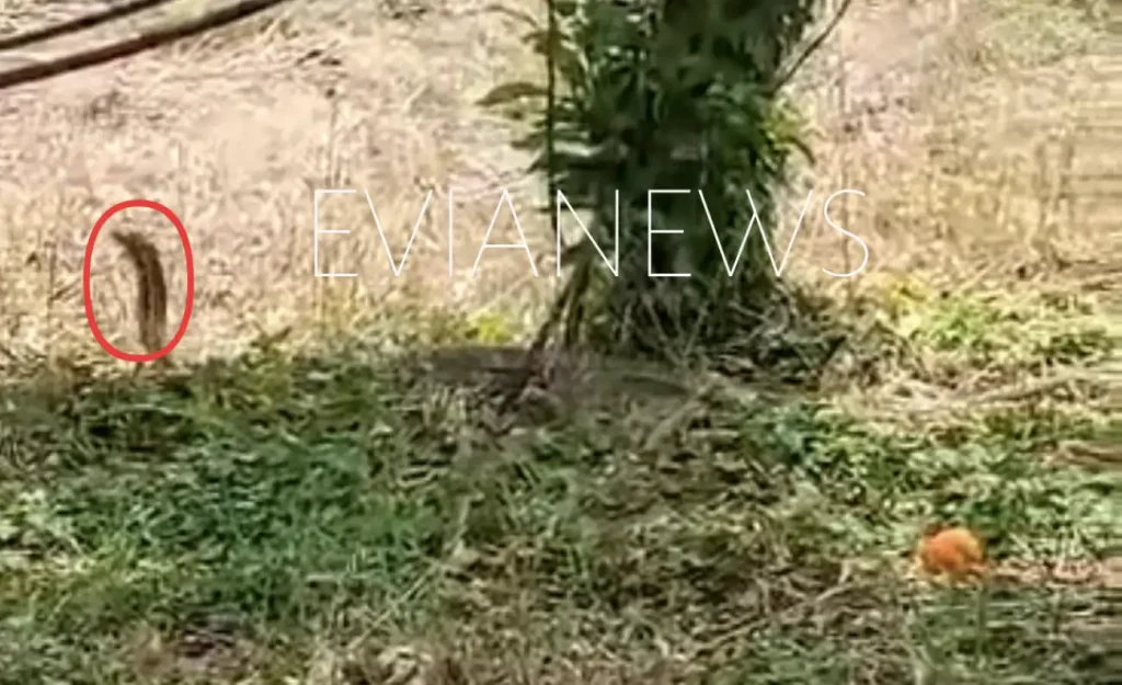 Τα φίδια συνέχισαν την πορεία τους, ήταν πελώρια και φαινόταν ότι είχαν ακολουθήσει ένα αδιευκρίνιστο μονοπάτι προς το χωράφι