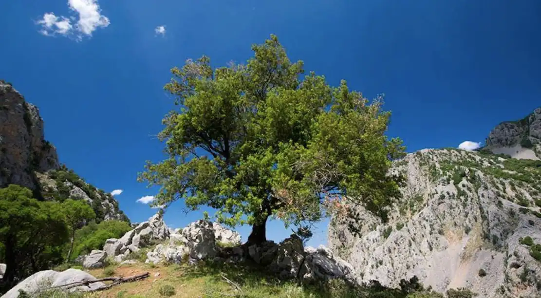 Χωριό Εύβοιας