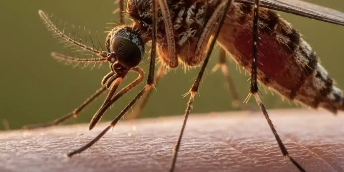 Ιός του Δυτικού Νείλου