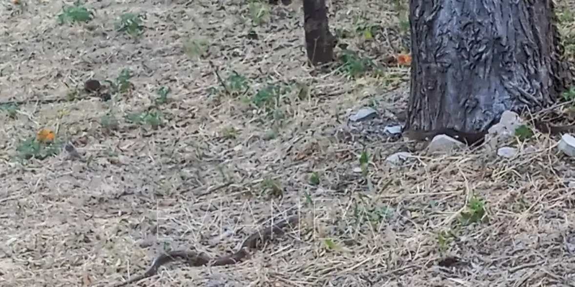 Το χωράφι γέμισε από φίδια