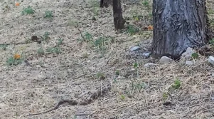 Το χωράφι γέμισε από φίδια