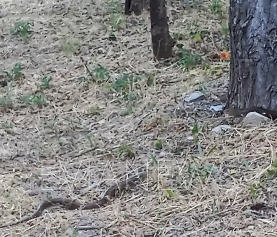 Το χωράφι γέμισε από φίδια