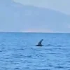1 πτερύγιο και 5 δευτερόλεπτα για να συνειδητοποιήσουν τι θα ακολουθούσε