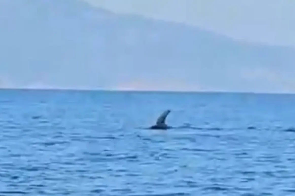 1 πτερύγιο και 5 δευτερόλεπτα για να συνειδητοποιήσουν τι θα ακολουθούσε