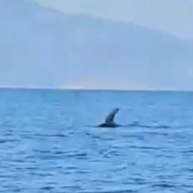 1 πτερύγιο και 5 δευτερόλεπτα για να συνειδητοποιήσουν τι θα ακολουθούσε