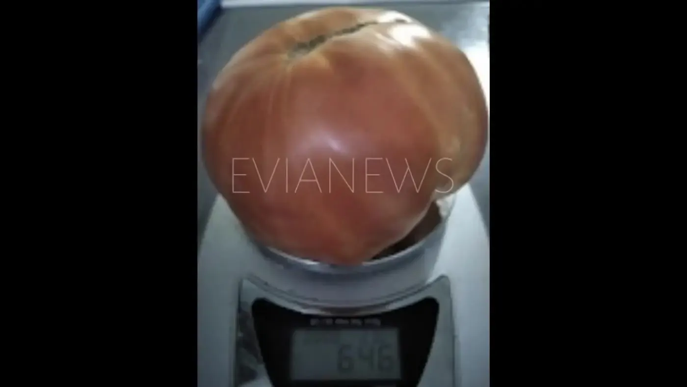 Μια τεράστια ντομάτα, ένας πραγματικός γίγαντας της φύσης
