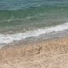 Φίδι σε ακτή στην Εύβοια