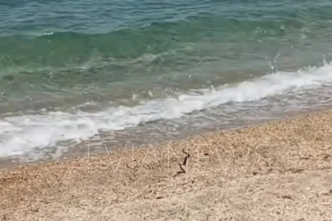 Φίδι σε ακτή στην Εύβοια