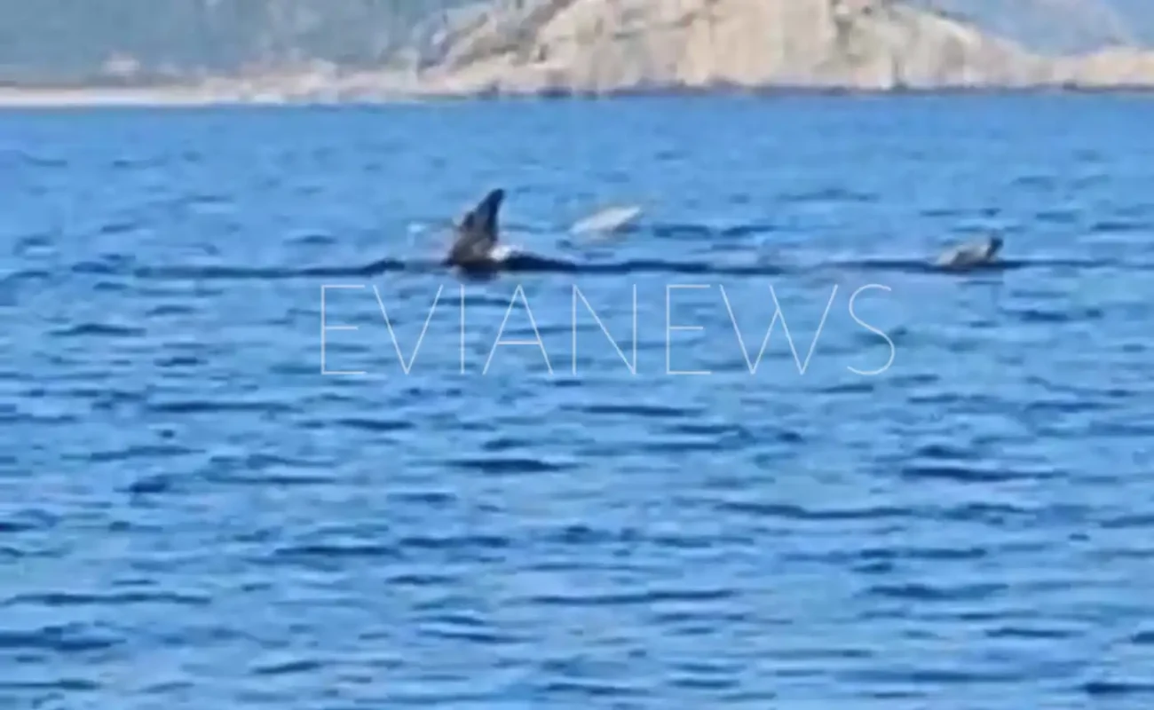 Κοπάδι από μεγάλα ψάρια εμφανίστηκαν στην Εύβοια