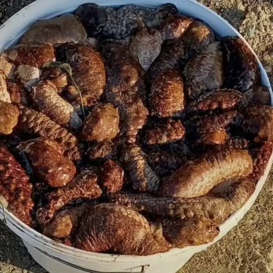 Μπορεί στο μάτι να είναι αηδιαστικό αλλά στην γεύση είναι κάτι το θεϊκό. Το έχουν πάρει χαμπάρι οι Κινέζοι και τα καταναλώνουν μανιωδώς.