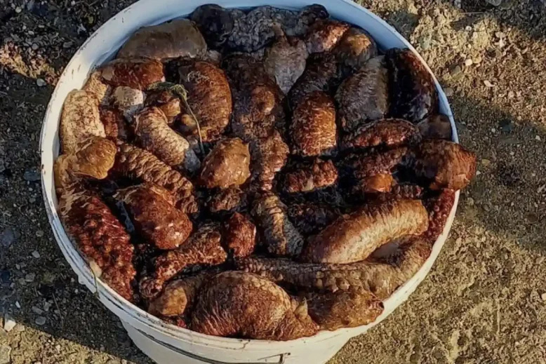 Μπορεί στο μάτι να είναι αηδιαστικό αλλά στην γεύση είναι κάτι το θεϊκό. Το έχουν πάρει χαμπάρι οι Κινέζοι και τα καταναλώνουν μανιωδώς.