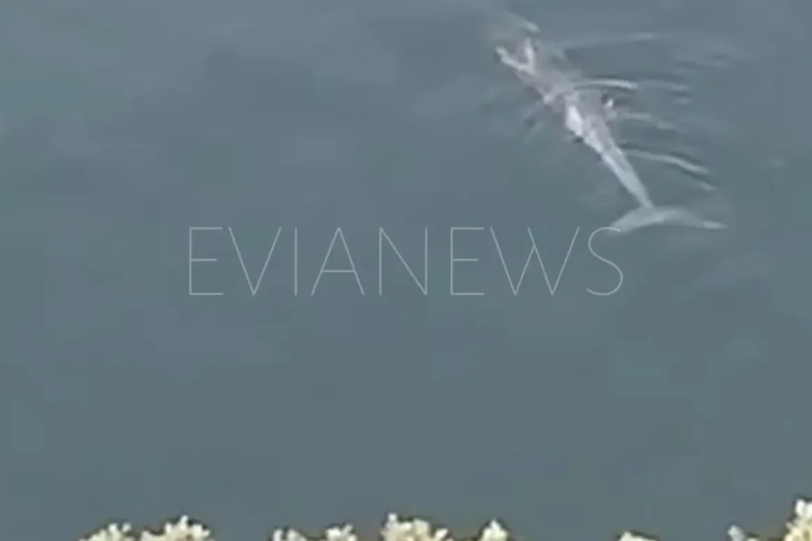 Ένα μεγάλο ψάρι στην Εύβοια.