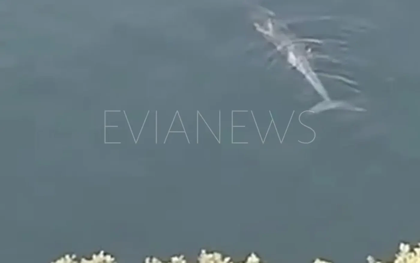 Ένα μεγάλο ψάρι στην Εύβοια.