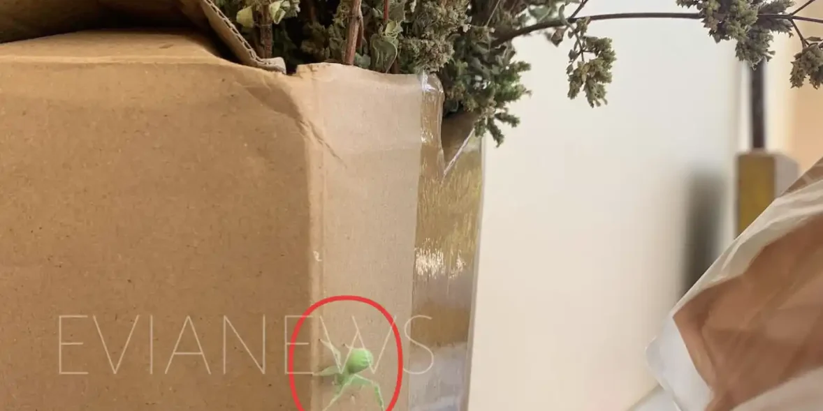 Μια πράσινη αράχνη που έκανε σε πολλούς εντύπωση