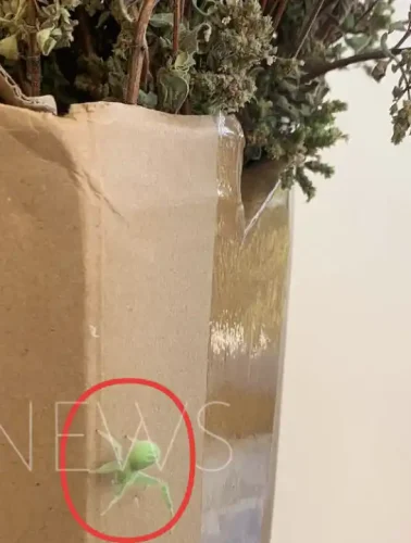 Μια πράσινη αράχνη που έκανε σε πολλούς εντύπωση