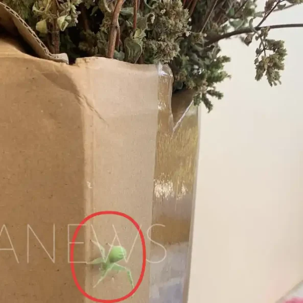 Μια πράσινη αράχνη που έκανε σε πολλούς εντύπωση