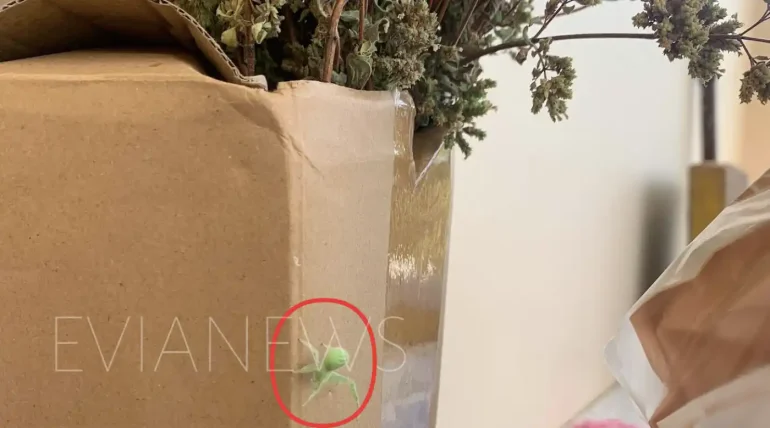 Μια πράσινη αράχνη που έκανε σε πολλούς εντύπωση