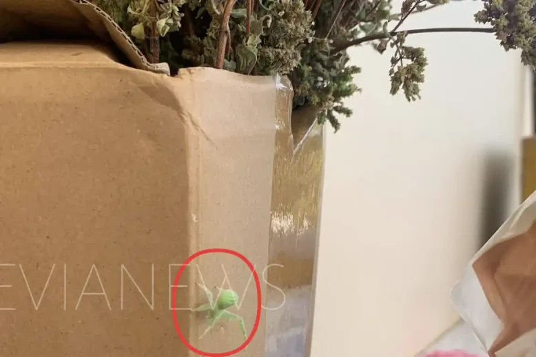 Μια πράσινη αράχνη που έκανε σε πολλούς εντύπωση
