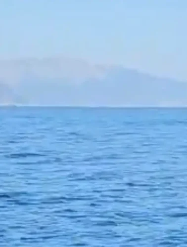 Σε αυτή την θάλασσα εμφανίστηκε κοπάδι από μεγάλα ψάρια.