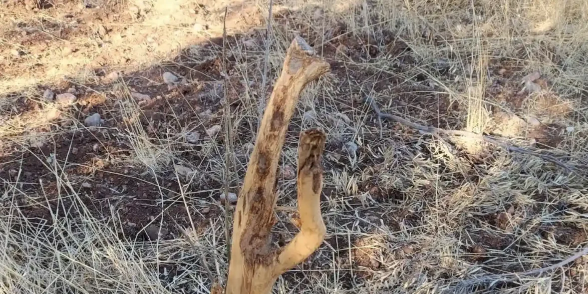 Χωράφι με ελιές