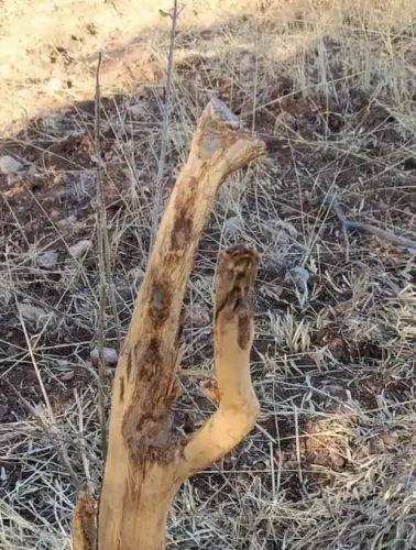 Χωράφι με ελιές