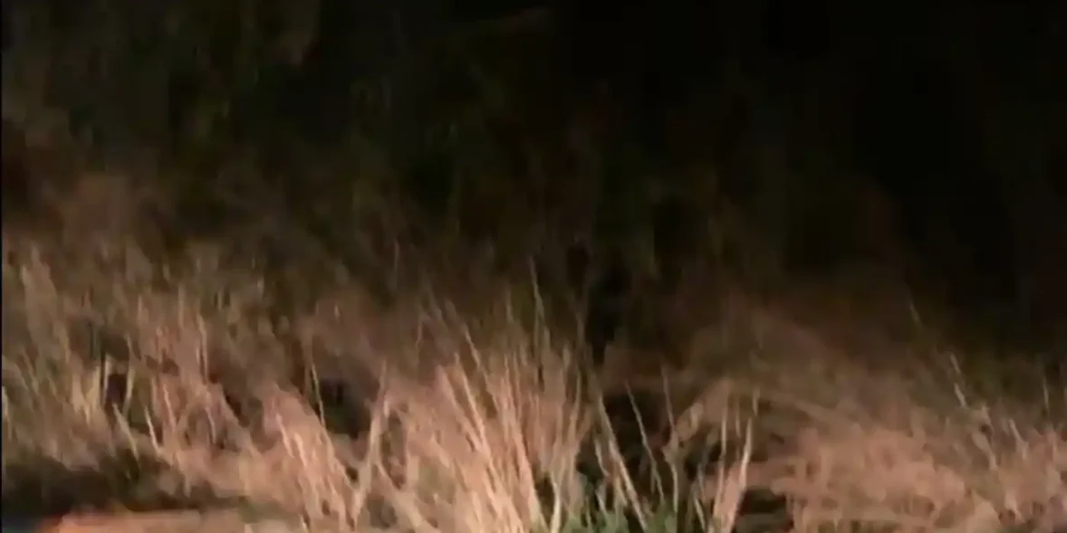 Τοπίο με χόρτα το βράδυ