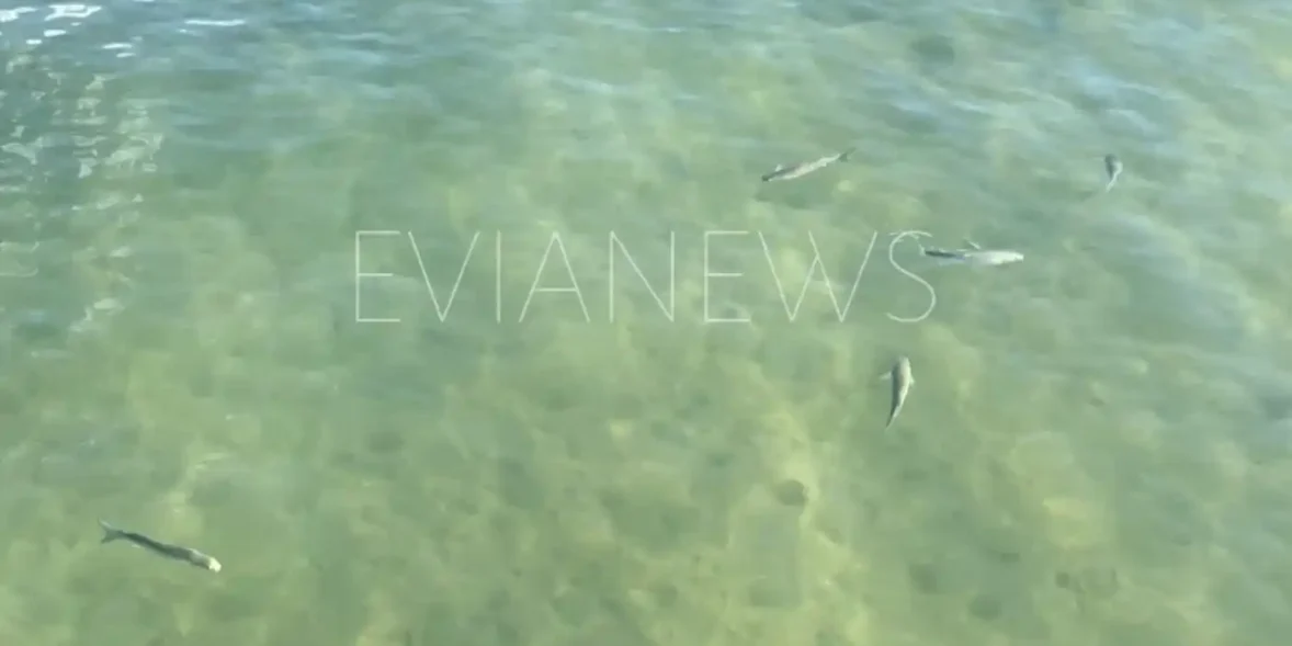 Μεγάλα ψάρια