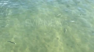 Μεγάλα ψάρια