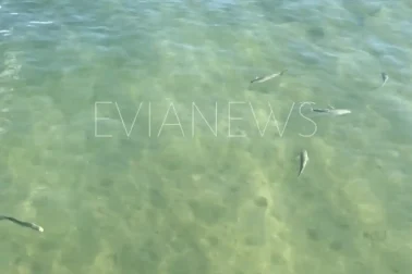 Μεγάλα ψάρια