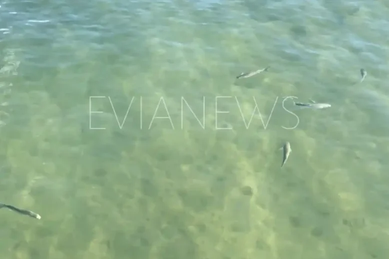 Μεγάλα ψάρια
