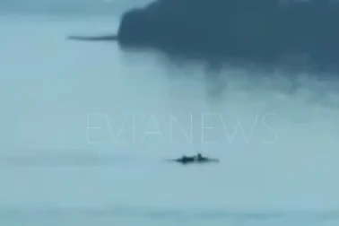 Ψάρια Χαλκίδα
