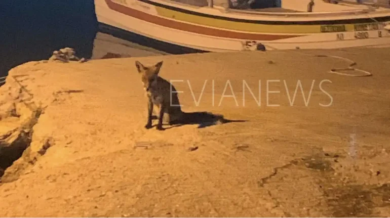Αλεπού