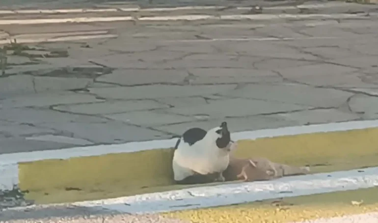 Γάτα