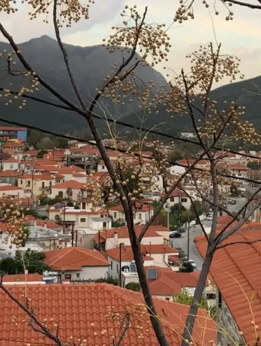 Όλα τα νέα από την Κύμη