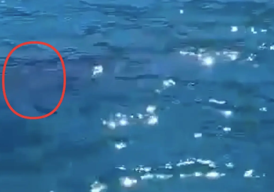 Είδε κάτω από την βάρκα ένα μεγάλο θηλαστικό