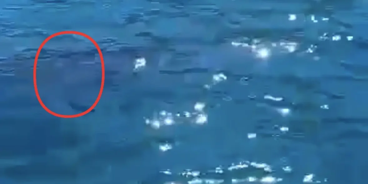 Είδε κάτω από την βάρκα ένα μεγάλο θηλαστικό