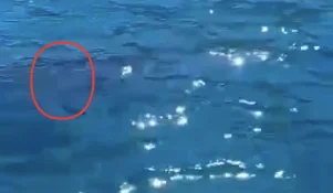 Είδε κάτω από την βάρκα ένα μεγάλο θηλαστικό