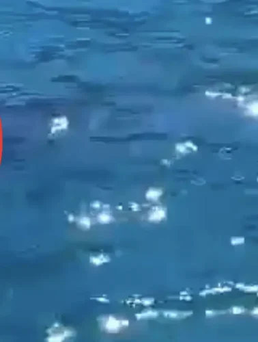 Είδε κάτω από την βάρκα ένα μεγάλο θηλαστικό