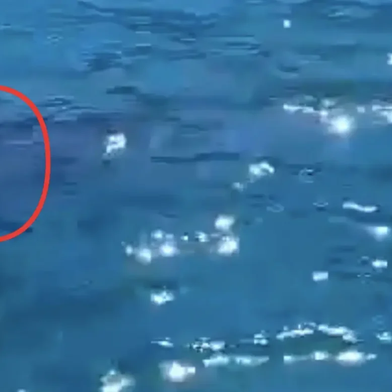 Είδε κάτω από την βάρκα ένα μεγάλο θηλαστικό