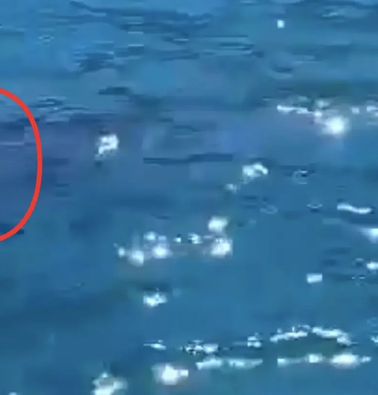 Είδε κάτω από την βάρκα ένα μεγάλο θηλαστικό