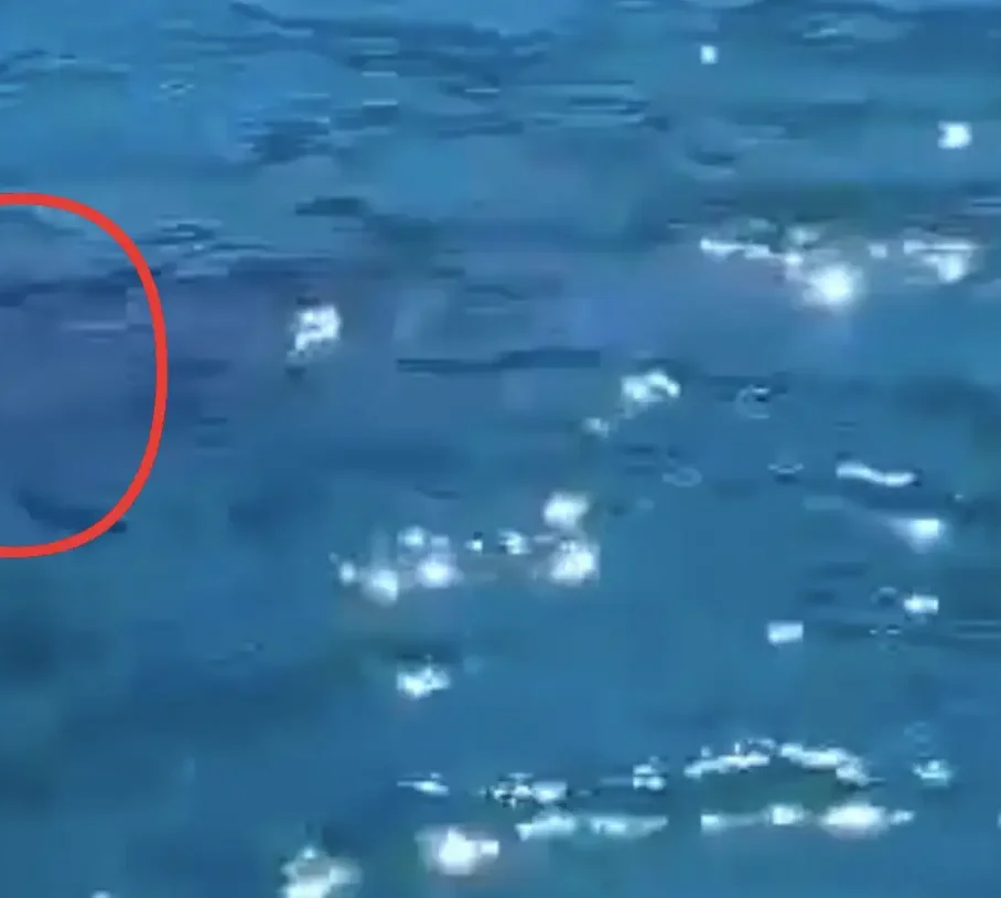 Είδε κάτω από την βάρκα ένα μεγάλο θηλαστικό