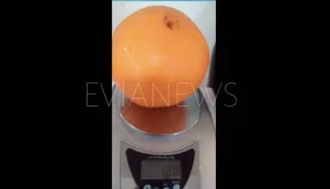 Ένα τεράστιο πορτοκάλι στην Εύβοια