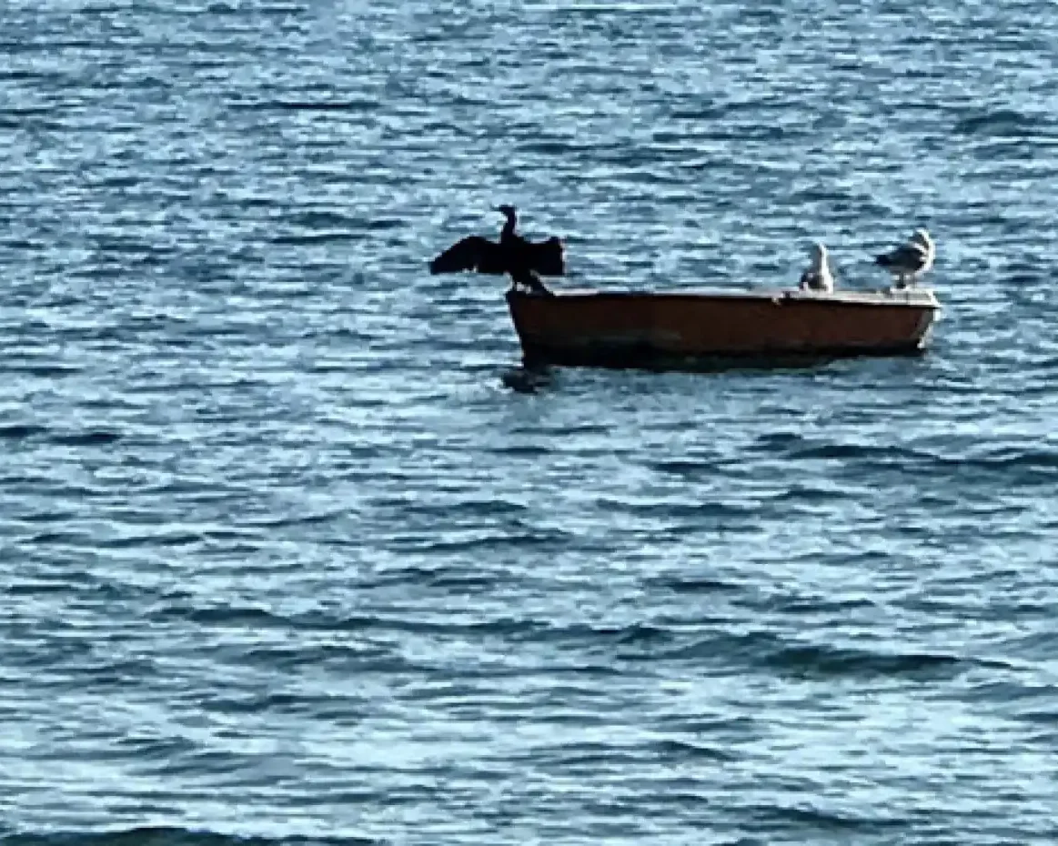 Πουλί πάνω σε βάρκα