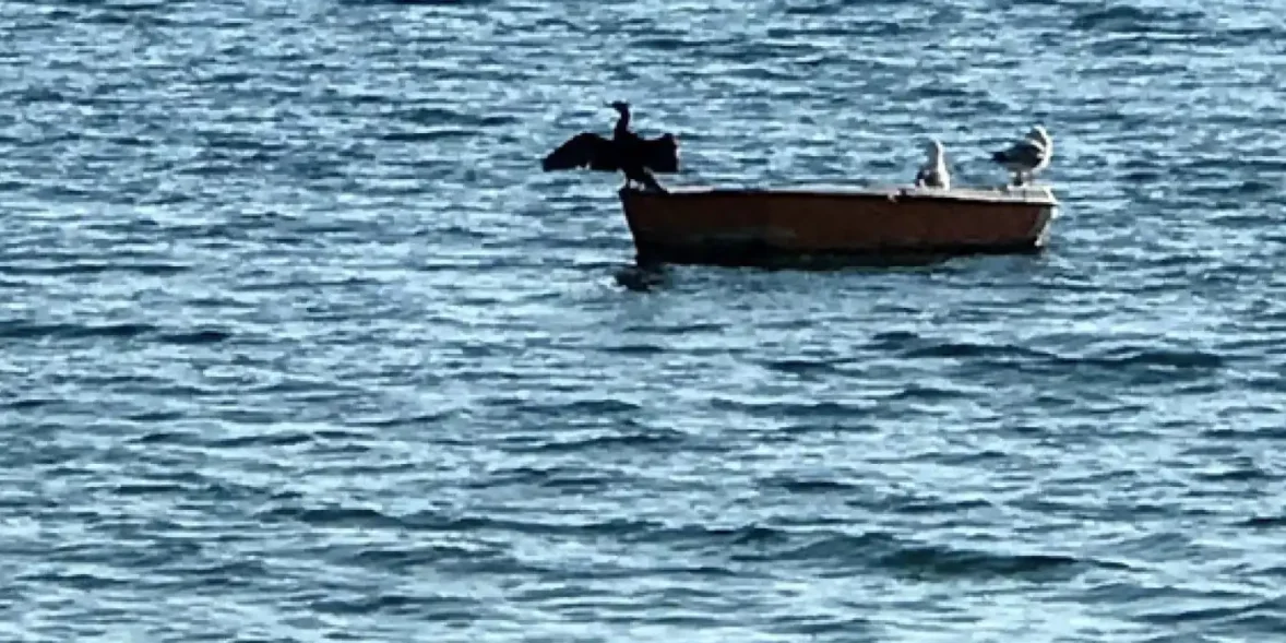 Πουλί πάνω σε βάρκα